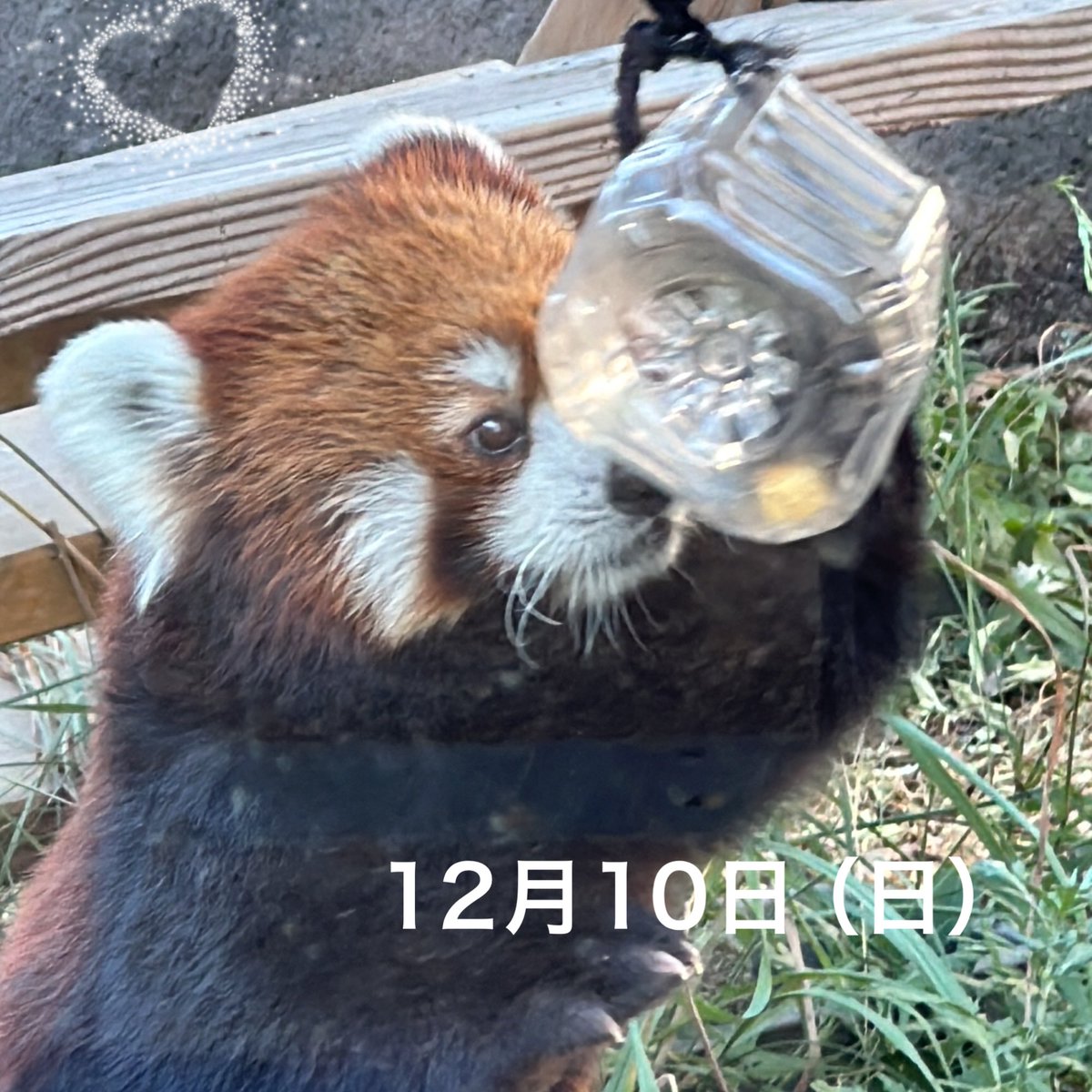 noriko0705NA's tweet image. (❁´◡`❁)*✲ﾟ*おはようございます♪

連休2日目✨
最近、4時くらいまで起きててダメダメだな、、💦

今日も素敵な休日を🍀*ﾟ

いつも川西のイベントに行くと頂くお店☕
昨日は唐揚げとチュロス頂きました😋
なかなかお店に行けなくて🙏

大好きなお店です🤗

#MIXCAFE