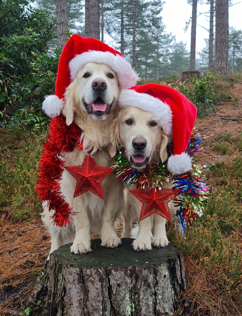 <a href="/KensingtonRoyal/">The Prince and Princess of Wales</a> @MumofDantheSpan 7/10 Will &amp; Kate must try harder.

Our Christmas card for 2023🪵💩

📸Our ol' man

We win👍