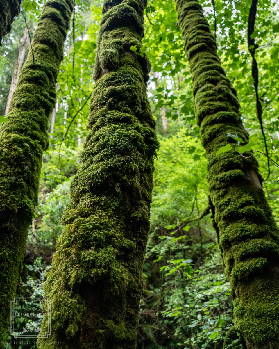 Moss-covered trees. #green #moss #trunks #trees #nature #ireland @NiksImages @natureisbeaute