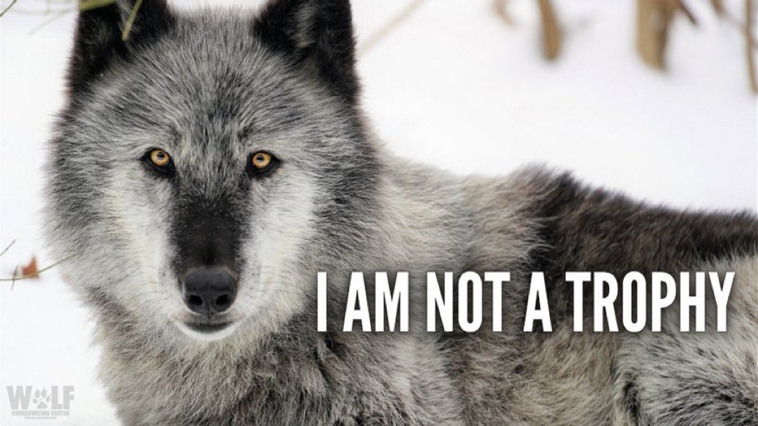 URGENT: Wolves in Montana need your help ➡️ bit.ly/41hGXFI

MY FWP recently released their draft Wolf Plan - it ignores the ecological role of wolves, relies on biased wolf population estimates, + allows for brutal hunting + trapping of wolves. 

Speak up for MT wolves!