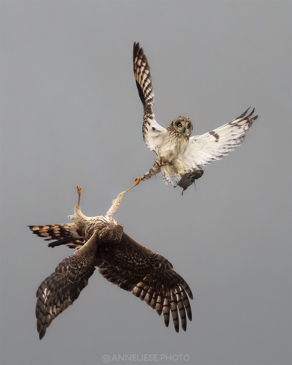 my favourite shot from the sequence! really chuffed I got clear shots at all with the low light and my relatively little lens