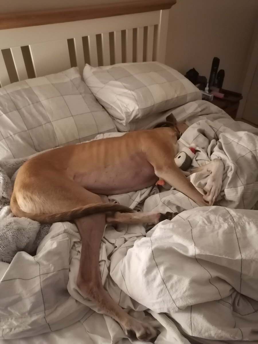 ireallyamahuman's tweet photo. This is not how I left our bedding this morning!!! #fastestsofasurferintheworld #lurcher #longdog #completeidiot https://t.co/7oASfQpSZ2