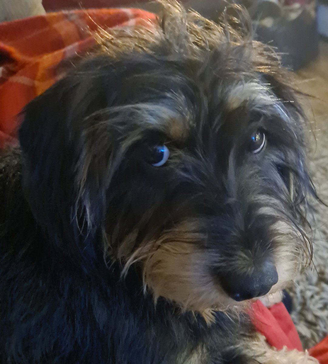 rainy101's tweet photo. Hattie has just dug up a bone from the garden, carried it up the stairs and plonked it on my lovely clean bedding. #shitpot https://t.co/xpYQQGvfX4