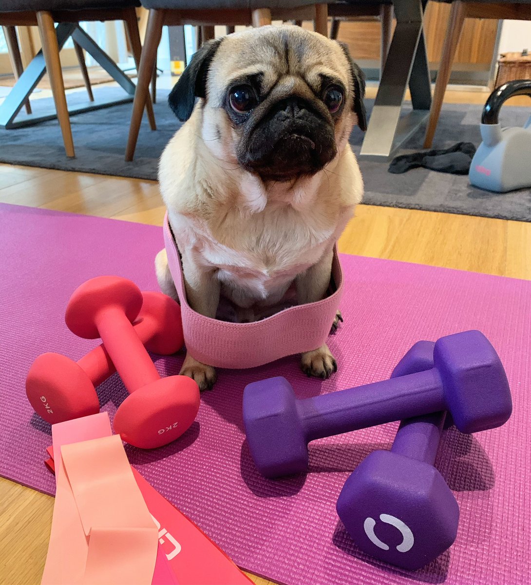 TheBatmanPug's tweet photo. Phase 1: workout
Phase 2: immediate regret
#puglife https://t.co/ezZxgK0t0b