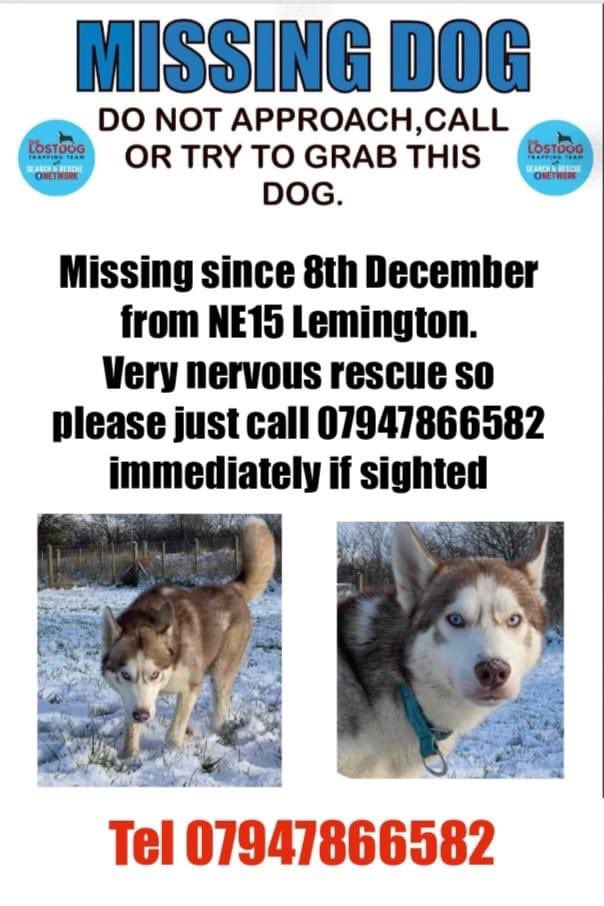 rosiedoc666's tweet photo. Missing since 8/12/23 after bolting from outside home . He is a terrified #rescue and running scared. Pls do not chase/shout or approach if sighted.Just call number on poster 07947866582 with exact location and direction of travel TY #Lemington #NE15 @juliagarland73 @JacquiSaid https://t.co/m0yJ9jpPJX