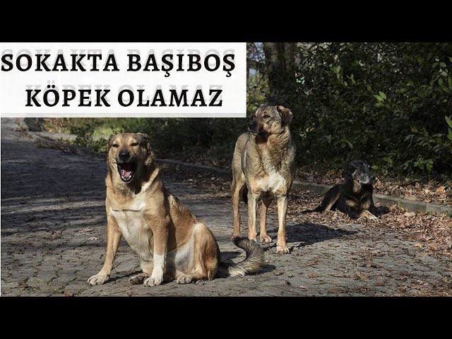 🆘 Vatandaş başıboş köpek sorunu yüzünden alev topuna döndü. 🆘Yetkililer! Bu sorunu görmezden gelemezsiniz bu sorun ivedi çözülmelidir. 🆘Halkın canı burnunda, millet çoluğunu çocuğunu yolda bulmadı. 🆘Her kimin maddi çıkarı varsa bu işten artık vazgeçsin. #KöpekTerörü