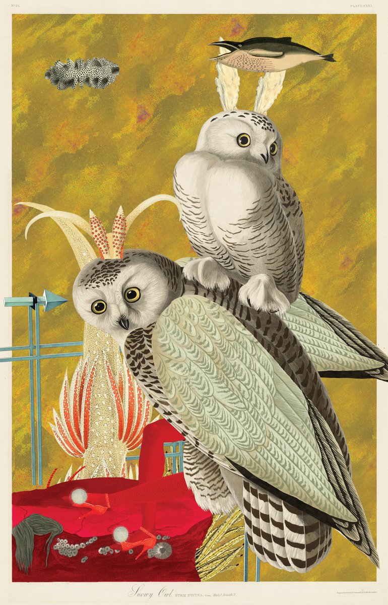 To celebrate our 2nd Anniversary, we are giving away a Flower Girl NFT every day this week 🌻🌷🪻

Sixth Giveaway:
⟶ Holders only 🌹
⟶ Nominate a fellow Holder to win a Flower Girl 🌸
⟶ If they win, you'll receive a <a href="/BirdsOfSolis/">Birds of Sōlis — Migrating to ETH ☀️</a> 🦩☀️
⟶ Comment with wallet &amp; RT 🙏

24 hours⏰