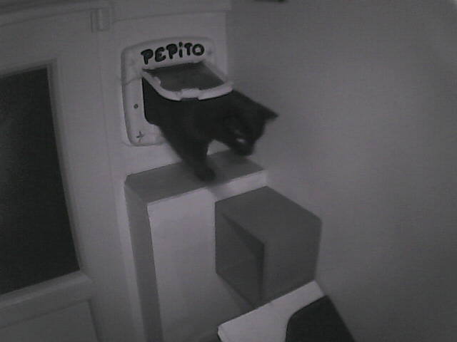 PepitoTheCat's tweet image. Pépito is back home (00:11:50)