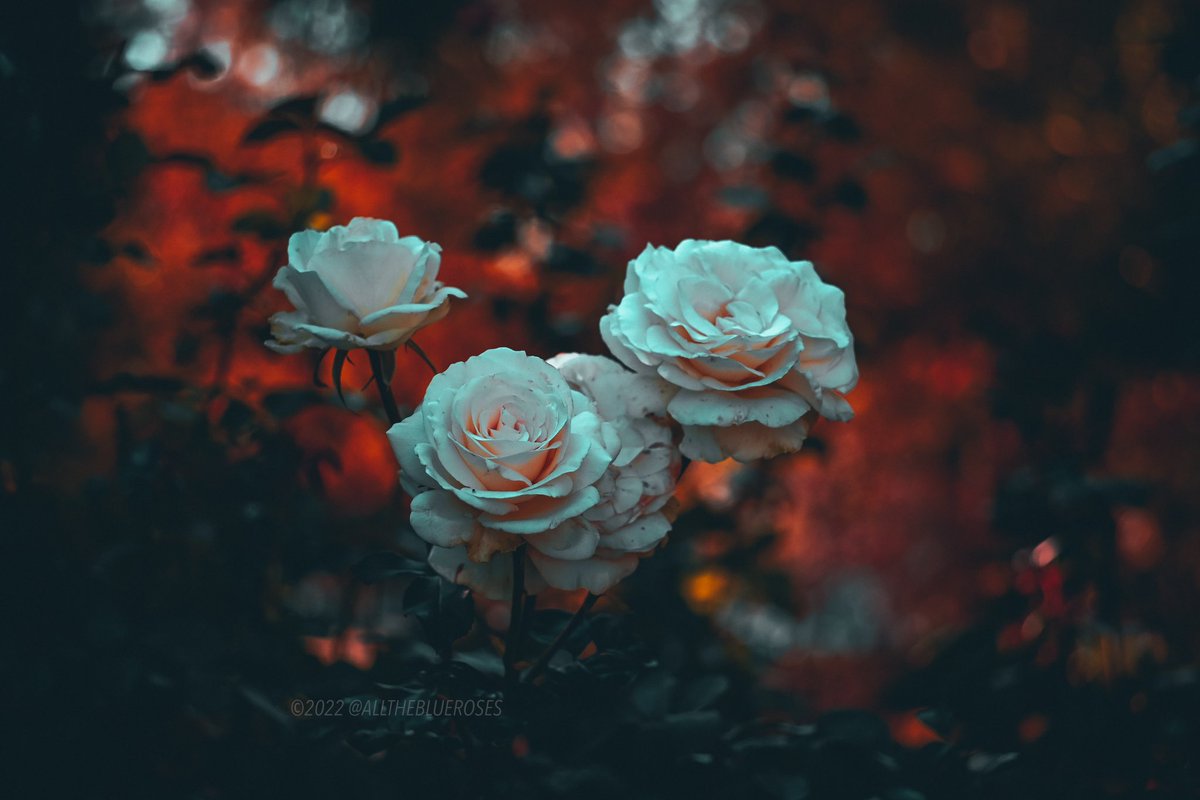 alltheblueroses's tweet photo. in dreams https://t.co/lJvDauPfxn