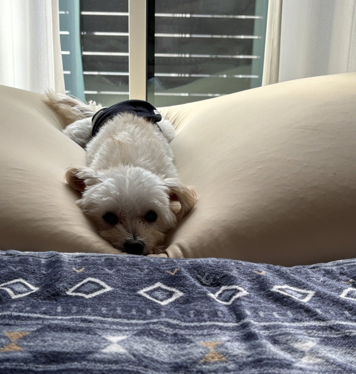kotechu00321's tweet photo. カバー洗濯中でそれでも埋もれていたいわんこ https://t.co/N0jyWrKrTi
