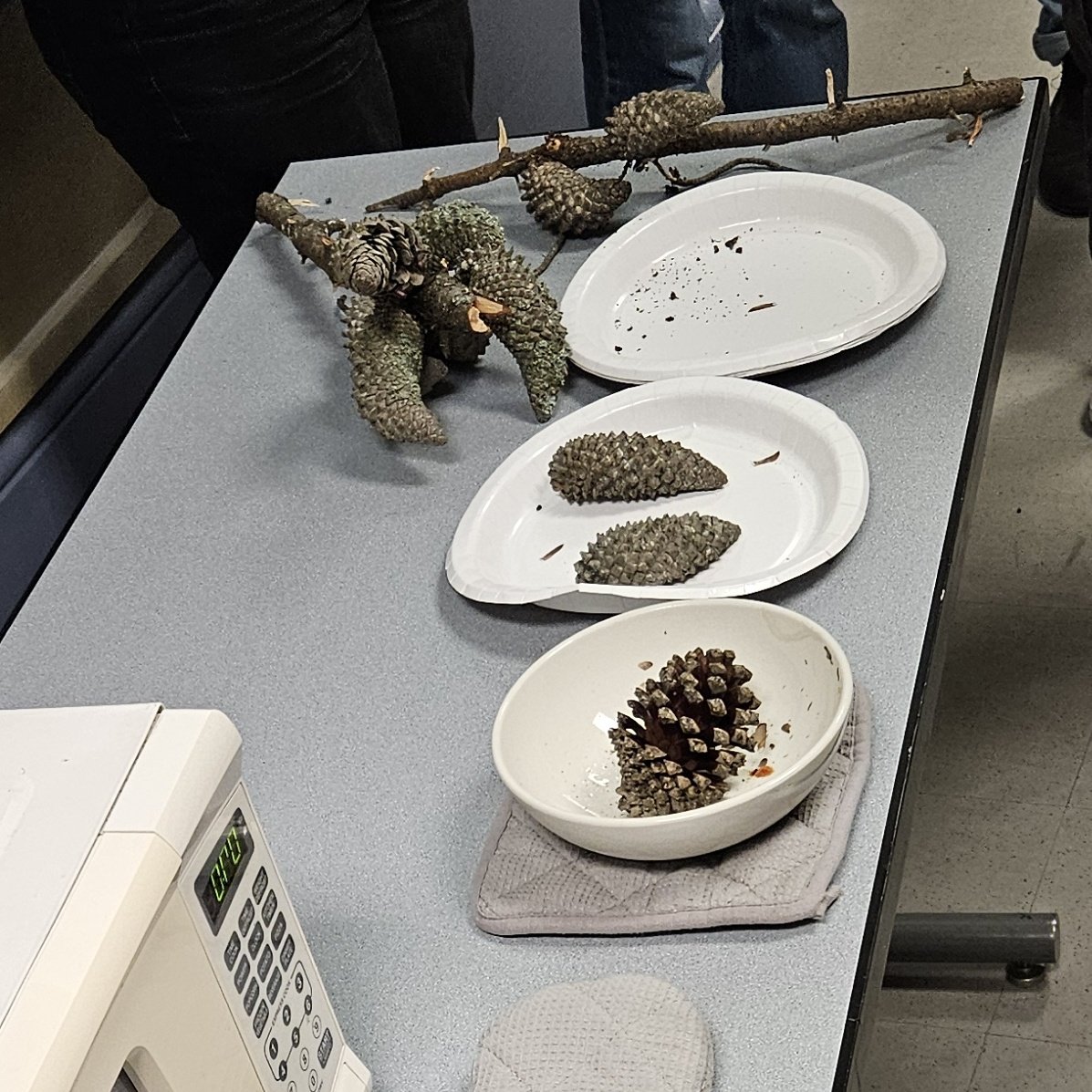 Back from an amazing @fireecology ##FireCon2023 & wrapped up our @UW_SEFS 401/501 class w/ the favorite activity every year: opening serotinous pine cones by simulating forest fire in a microwave. I will never tire of the magic of serotiny as an amazing fire-adapted trait. 🌲🔥