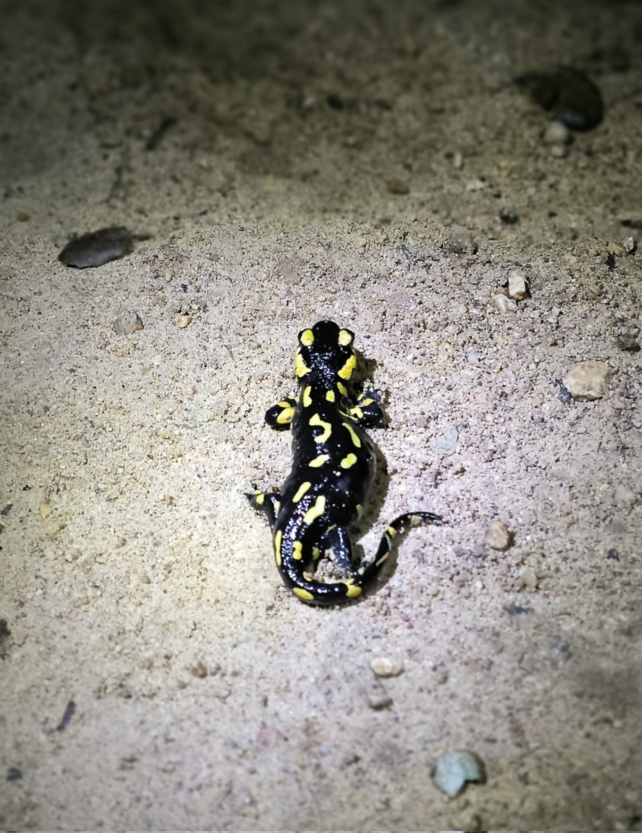 Pilar Roura tweet media