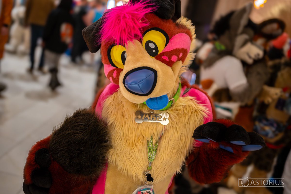 sampandog's tweet photo. Another cute shot of this puppy pandog from #furfest *wag wag wag* Thank you @Astorius_Wolf https://t.co/WIW3C4VyZT