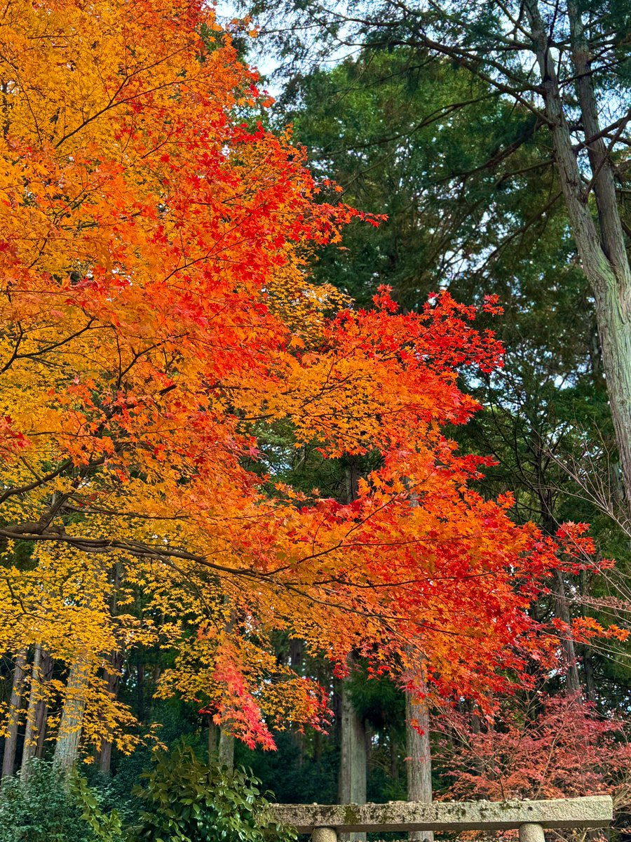 mllebio_paris's tweet photo. もみぢ葉の散りなば散りぬる圓光寺、静寂の庭に秋の息吹

Feuilles d'érable tombant, elles se sont posées, Au temple Enkō-ji, où le silence de l'automne respire,  
Dans le jardin de quiétude, un souffle saisonnier s'inspire.

#kyoto #京都 #紅葉2023 #そうだ京都行こう #圓光寺 #enkoji https://t.co/VnIedd03pM