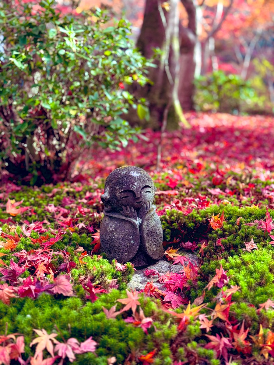 mllebio_paris's tweet photo. もみぢ葉の散りなば散りぬる圓光寺、静寂の庭に秋の息吹

Feuilles d'érable tombant, elles se sont posées, Au temple Enkō-ji, où le silence de l'automne respire,  
Dans le jardin de quiétude, un souffle saisonnier s'inspire.

#kyoto #京都 #紅葉2023 #そうだ京都行こう #圓光寺 #enkoji https://t.co/VnIedd03pM
