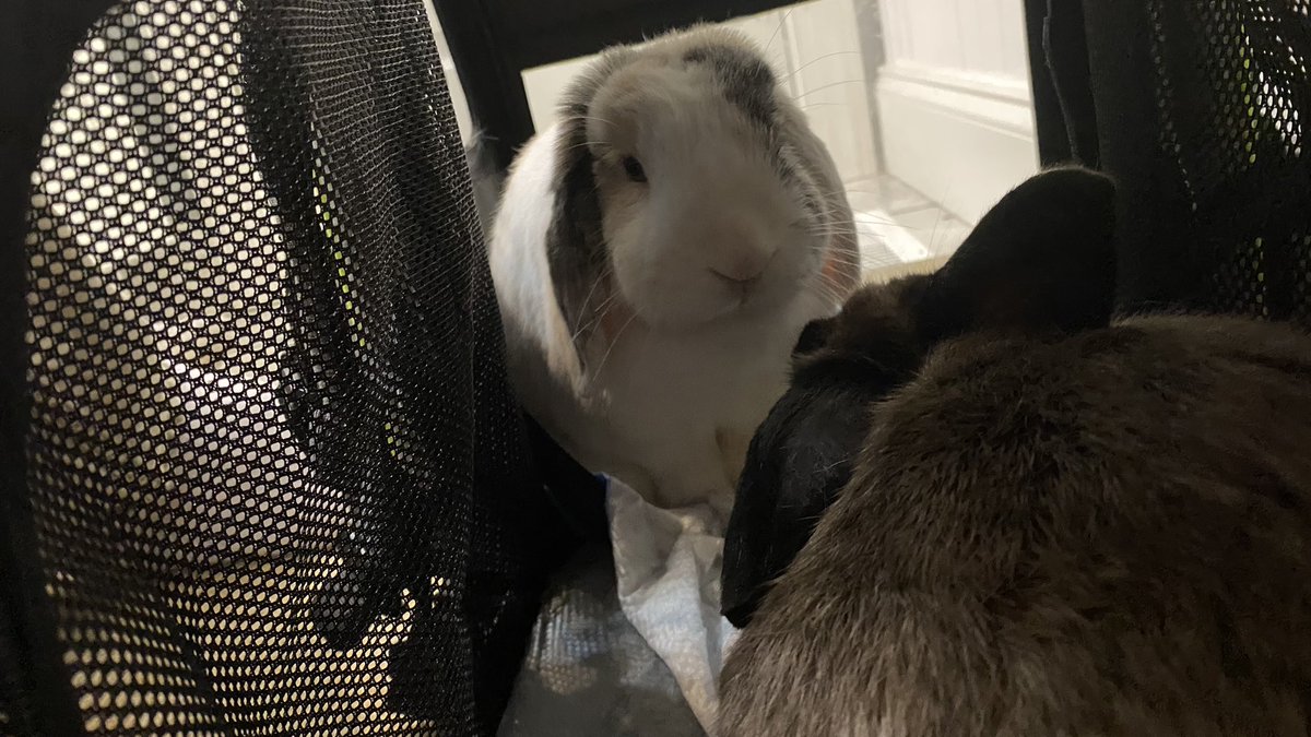 beanthebunny201's tweet photo. Nothing like #DuckTails to help keep little ones calm and occupied while sheltering from a #Tornado https://t.co/0NCDetSjYq