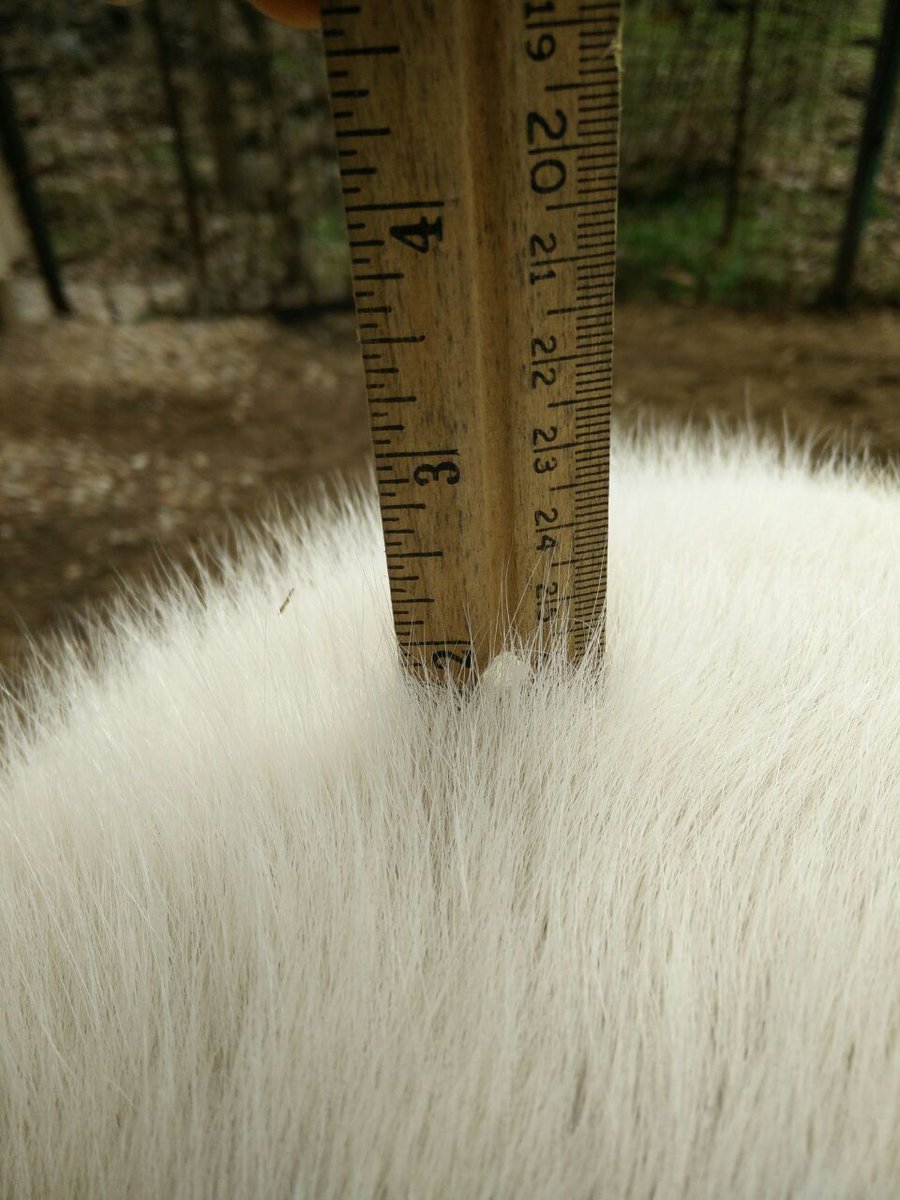 Equi9_'s tweet photo. Winter Fuzzies! https://t.co/PKRVJMJv0y