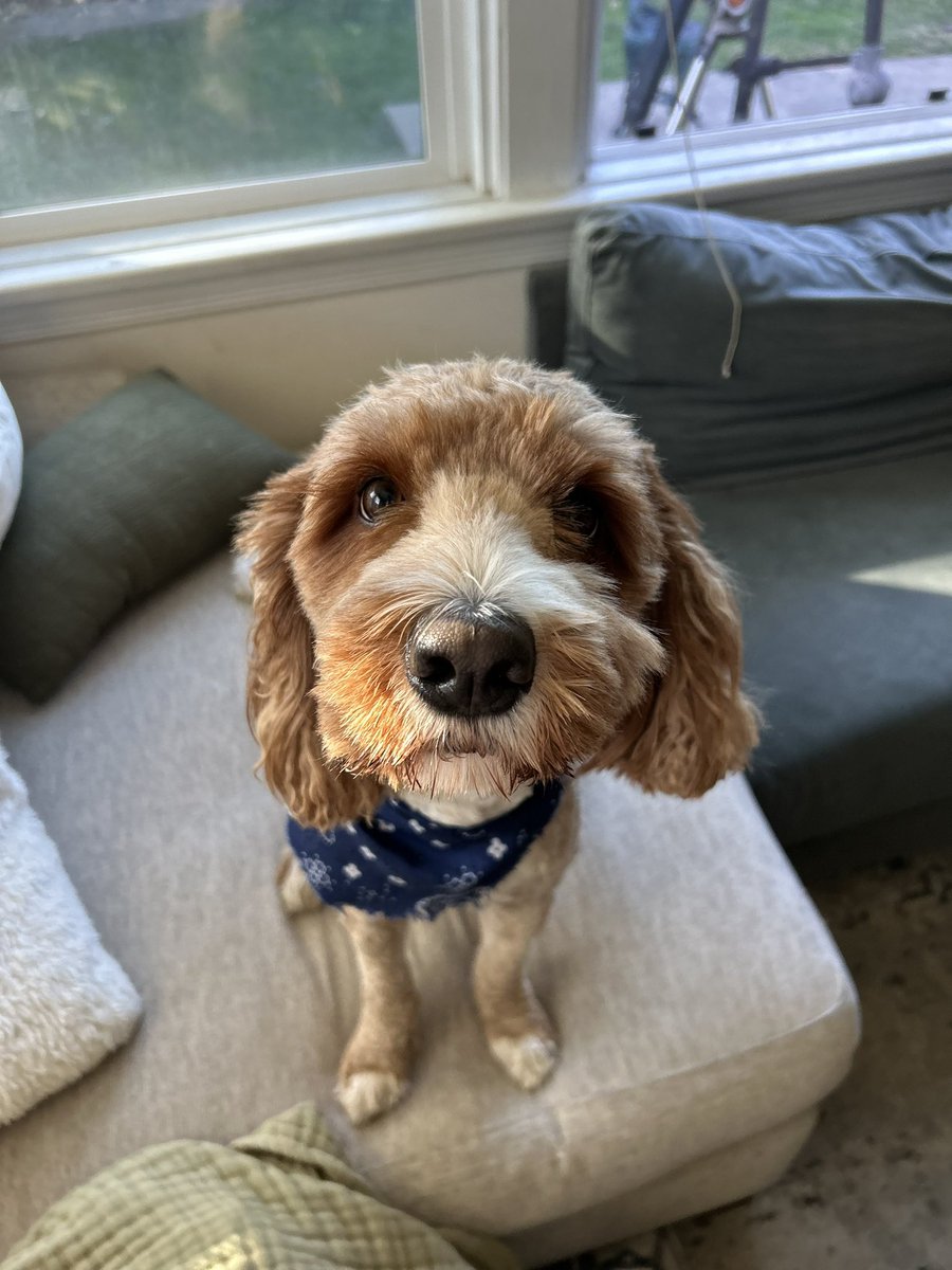 Avi Snow tweet media