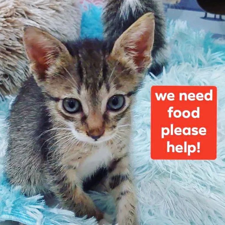 🆘️🆘️ Please! donate for daily cat food and other needs of my 200+ rescue cats 🙏

🔴PAYPAL LINK IN THE BIO

#rescuedkittens #rescuedismyfavouritebreed #sharingiscaring #adoptdontshop  #cats #rescuekittens #rescuekittensofinstagram #cats_of_world #rescuedkitten #rescuecats