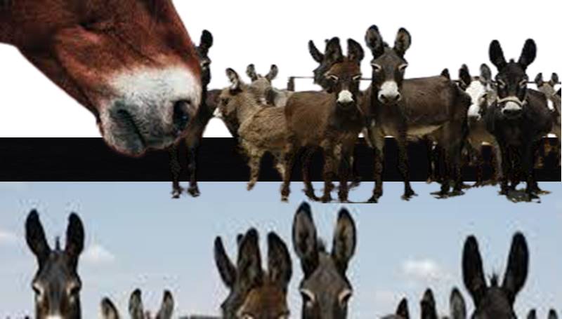 المُستحمِرِين والمُستحمَرين
غلاف مسرحية الحمير لتوفيق الحكيم.. 
مسرحية رمزية يفكر فيها الحمار ويكشف للناس الحقائق بعد ان عجزت عقليتهم عن معرفتها!!