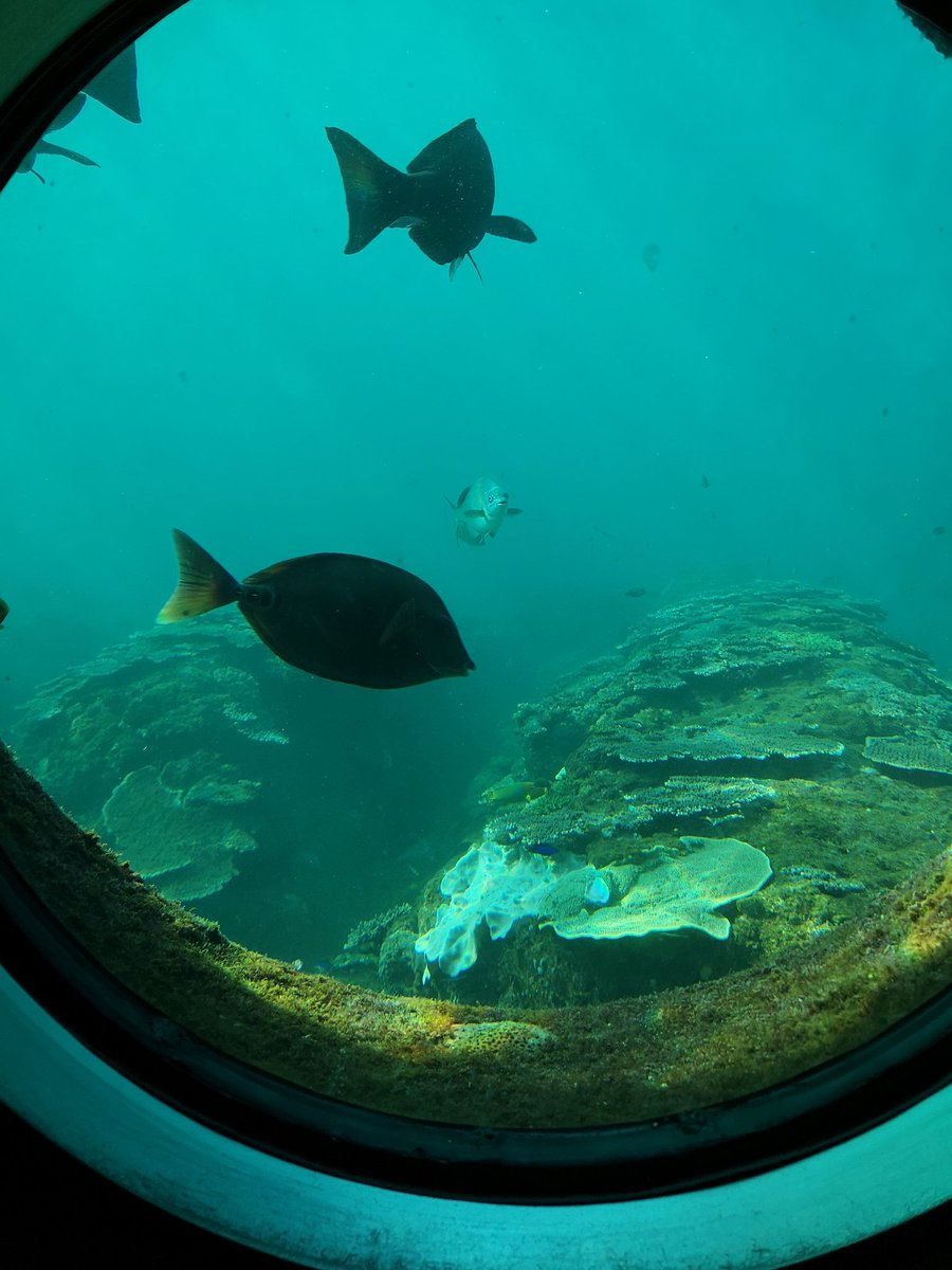 2023/12/10
透視度12m。
ゆったりとした海の中。
明日から少し荒れるかもしれないので、今日来れる人は今日のうちに。

#足摺海底館 #天然ミュージア厶 #スタッフ文野 #たつくしドラゴンブルー #足摺宇和海国立公園 #高知県 #土佐清水市 #竜串