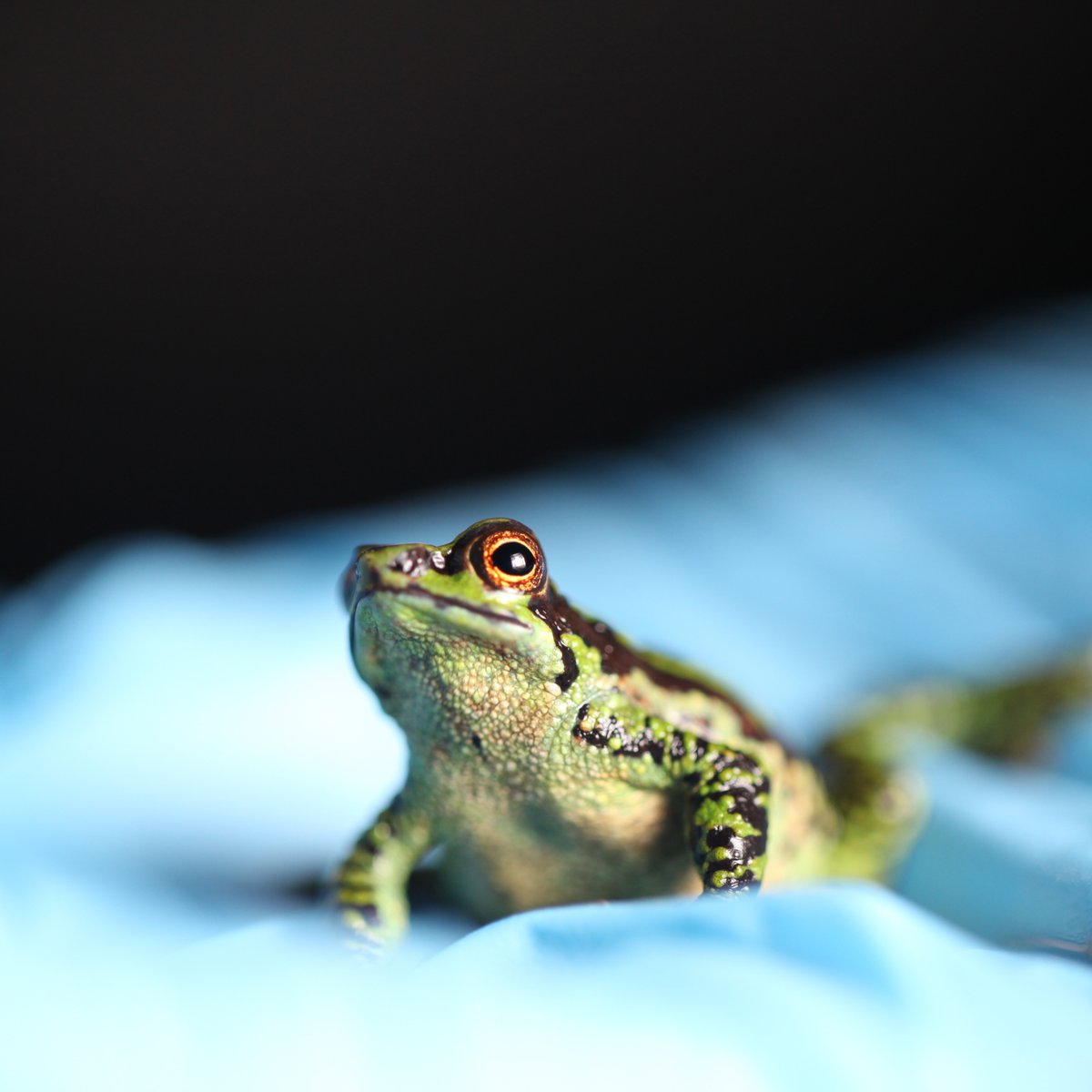 BBC Earth tweet media