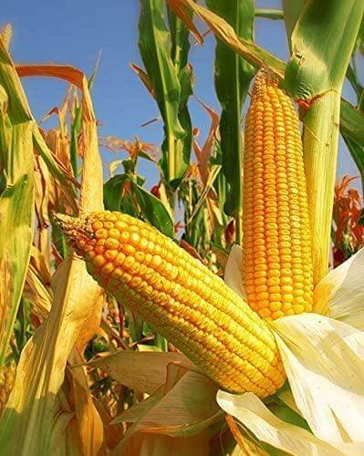 therikeinc's tweet photo. Find the perfect eco-friendly Yellow Dent Corn Seeds at The Rike! Quality heirloom, non-GMO corn for meal grinding. Shop sustainably &amp; affordably with us. #ecofriendly #TheRike #sustainableliving
https://t.co/mhc5DAnzZb https://t.co/VEBdRPoDGa