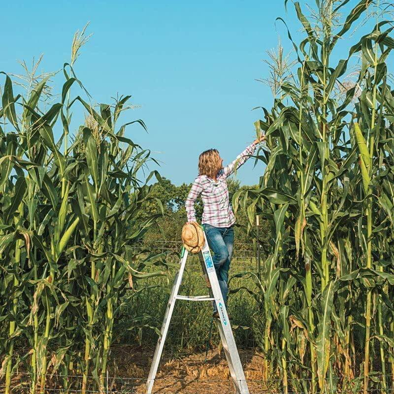therikeinc's tweet photo. Find the perfect eco-friendly Yellow Dent Corn Seeds at The Rike! Quality heirloom, non-GMO corn for meal grinding. Shop sustainably &amp; affordably with us. #ecofriendly #TheRike #sustainableliving
https://t.co/mhc5DAnzZb https://t.co/VEBdRPoDGa
