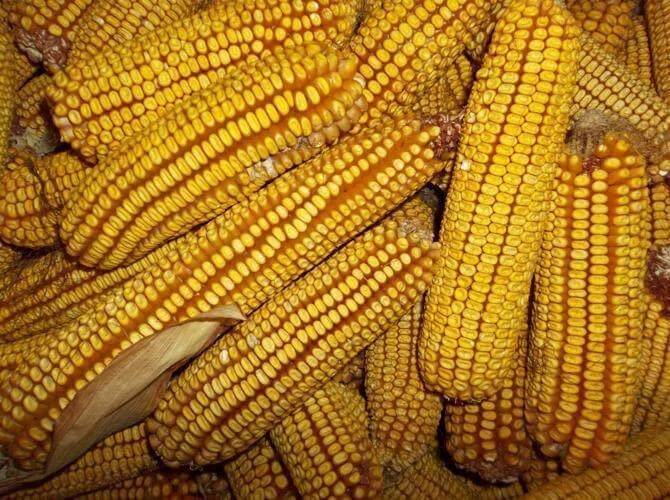 therikeinc's tweet photo. Find the perfect eco-friendly Yellow Dent Corn Seeds at The Rike! Quality heirloom, non-GMO corn for meal grinding. Shop sustainably &amp; affordably with us. #ecofriendly #TheRike #sustainableliving
https://t.co/mhc5DAnzZb https://t.co/VEBdRPoDGa