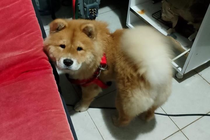 Antalya’da sokakta bulundu dişi çok chow 

İnstagram  @aliboranaslan 

#SokakHayvanlariDehsetiDurdurulmali 
#sokakköpeğiterörü #SOKAKKÖPEKLERİ 
#SokakHayvanlarıSahipsizDeğil