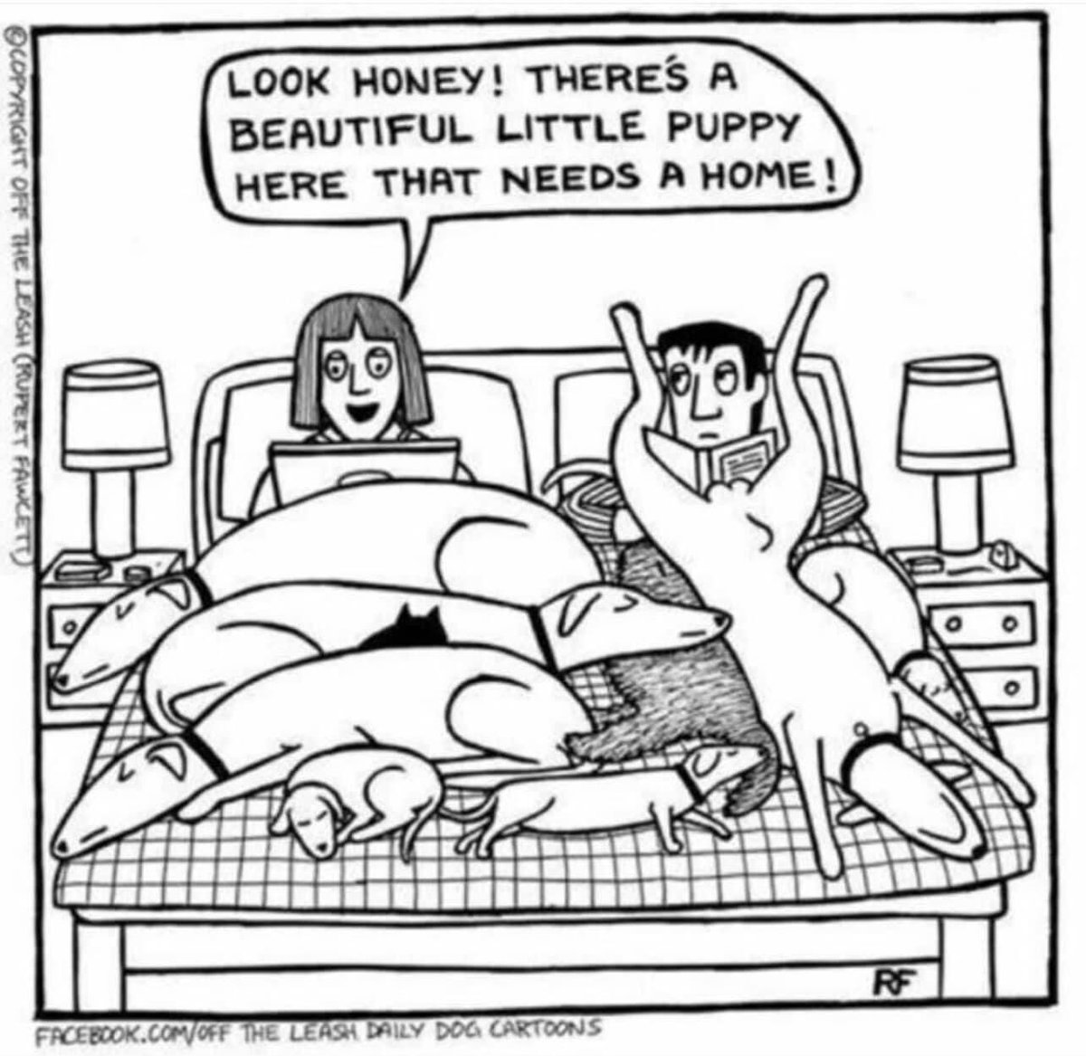 preciousdoggo's tweet photo. In reality my fiancee is the one talking some sense in me otherwise we would have 300 doggos 😂 🐶 

📷: Off The Leash Cartoon

#dogsoffacebook #dog #dogs #doggo #fordog #dogowners #doglife #doglovers #dogclub #dogaccessories #furbabies #family https://t.co/moBEDmfnG8