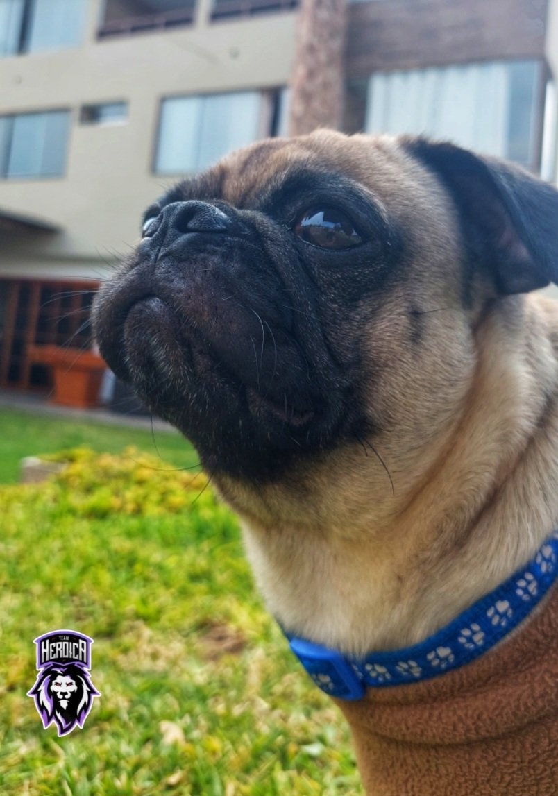 #CR | PRESENTACIÓN 💥

Desde 🇻🇪🇵🇪 llega la mascota oficial del equipo, un distinguido y aportando mucho más que Mado en solo 1️⃣ día. 

🦁 Bienvenido TH COCO ! 🐶 

#WeAreTHeLions #TH_House