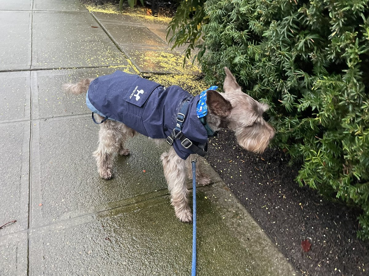 Dapper little trench coat bow tie combo for my walk today!