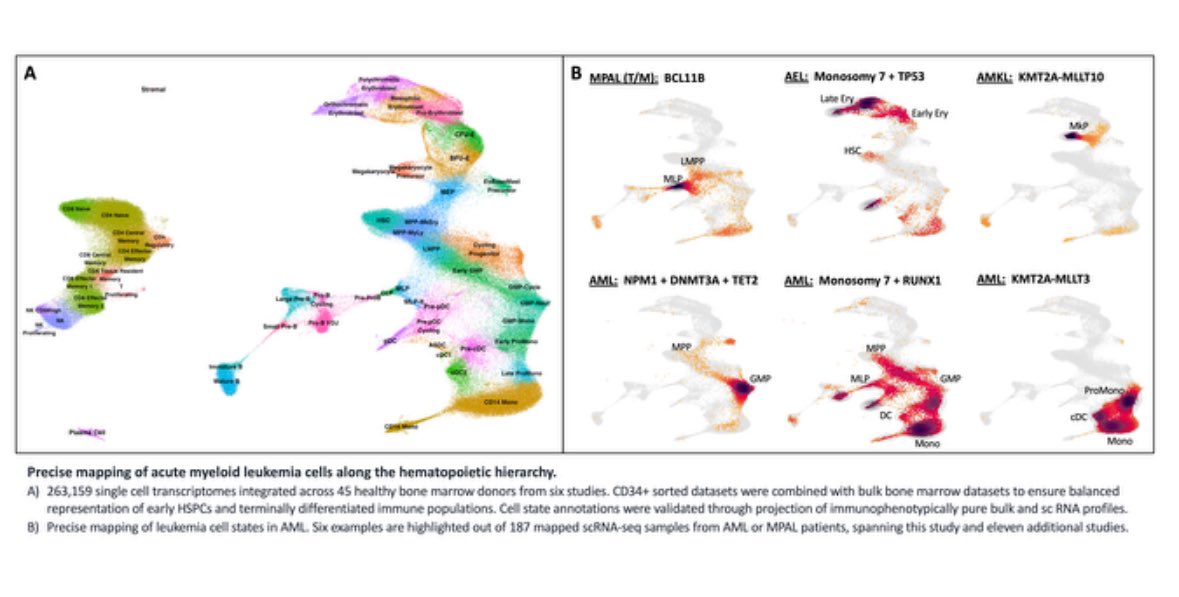 Check out poster #1593 at #ASH23 by <a href="/andygxzeng/">Andy Zeng</a> to know more how scRNA-seq and precise definitions of cellular states can refine leukemia classification, prognostication, and therapy development. Honored to be part of this amazing study! 
Sat Dec 09, 5:30-7:30 PM, SDCC, Halls G-H
