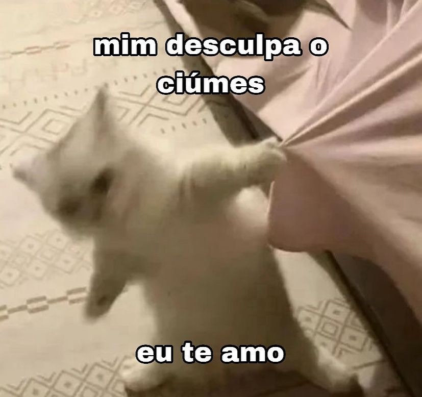 perfil dedicado a gatinhos e peitos (@odeiootaco) on Twitter photo 