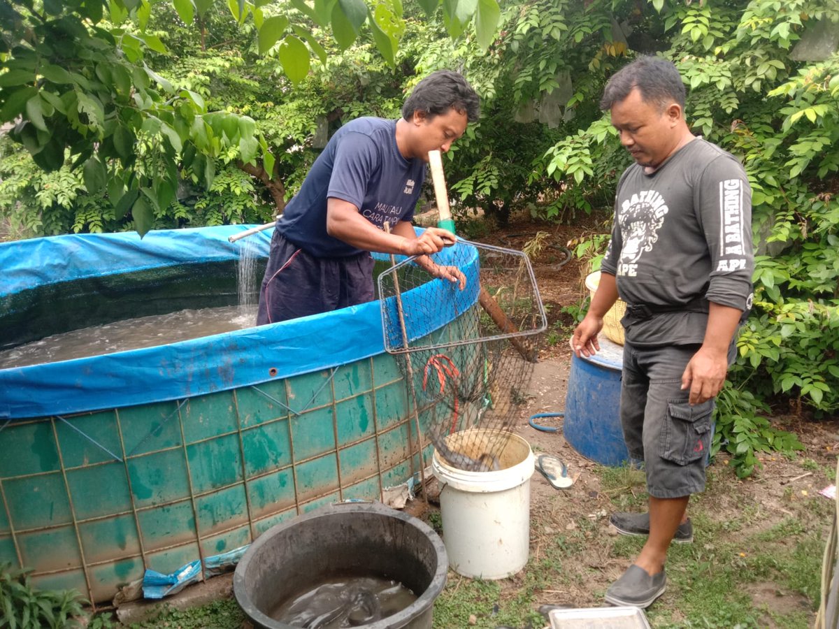 SityR6's tweet photo. Minggu(26/11/23),Siti R, Luhkan KotaBlitar,di pak Hedry S anggota Pokdakan Al Qolam Fish Farm Kel.Tanjungsari,Panen ikan lele sebyk 162kg hrg 18rb/kg size 8-9 kolam D3
#GiatLuhkanSatminkalBWI #Panen
#KotaBlitar
@bppsdm_bp3bwi
@puslatluhkp
@kkpgoid
@bppsdm_kp https://t.co/IDCgMbhTCt