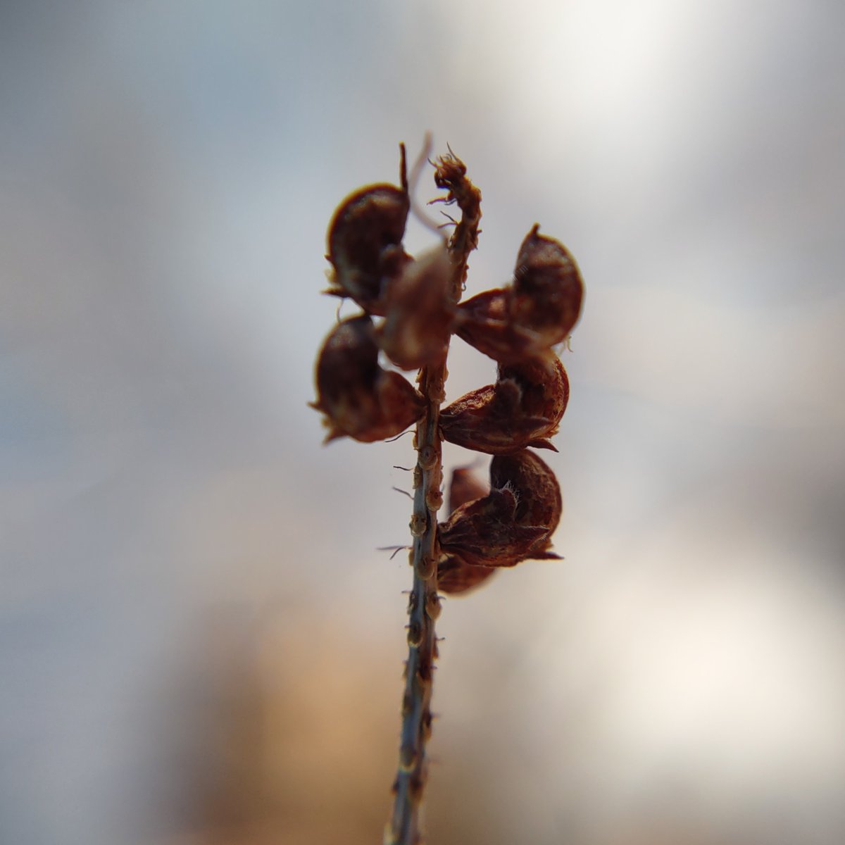 A frosty #FloraPhotoSaturday.

#TCCfrosty #macrophotography