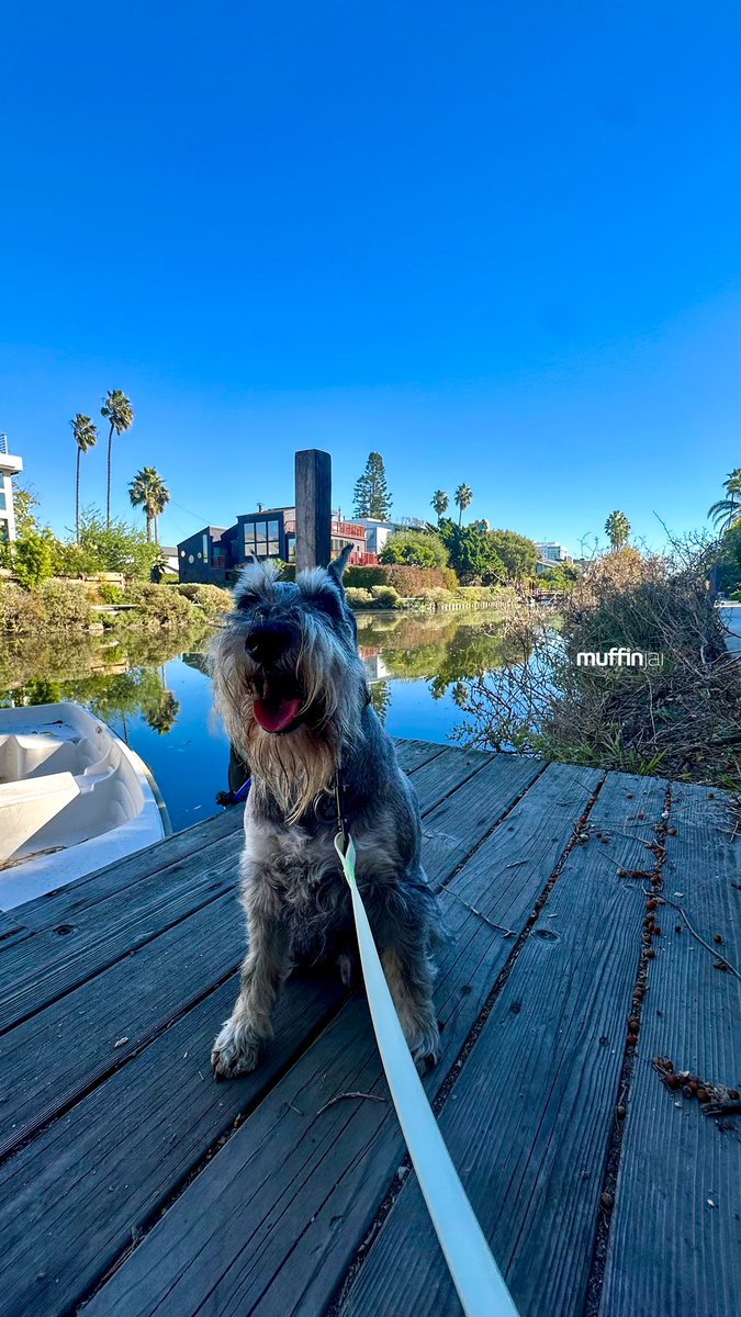 muffinjai's tweet image. #VeniceCanals 🛶 in #Venice #LosAngeles 🌴 It’s so calm and beautiful here! 🧘 Dad! I can see us living here 💰💸😅 #SoCal 🐶🐾 #DogsOfVenice #DogsOfLosAngeles #DogsOfLA #DogsOfSoCal #DogsOfCalifornia #TravelDog #MiniatureSchnauzer #Schnauzer