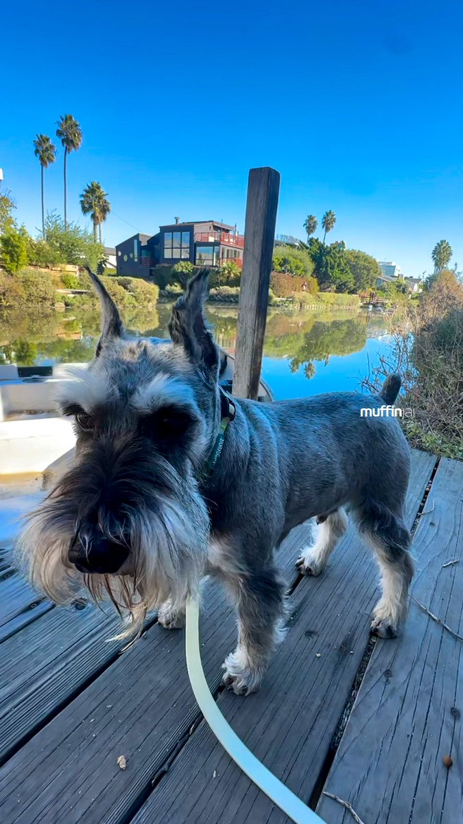 muffinjai's tweet image. #VeniceCanals 🛶 in #Venice #LosAngeles 🌴 It’s so calm and beautiful here! 🧘 Dad! I can see us living here 💰💸😅 #SoCal 🐶🐾 #DogsOfVenice #DogsOfLosAngeles #DogsOfLA #DogsOfSoCal #DogsOfCalifornia #TravelDog #MiniatureSchnauzer #Schnauzer