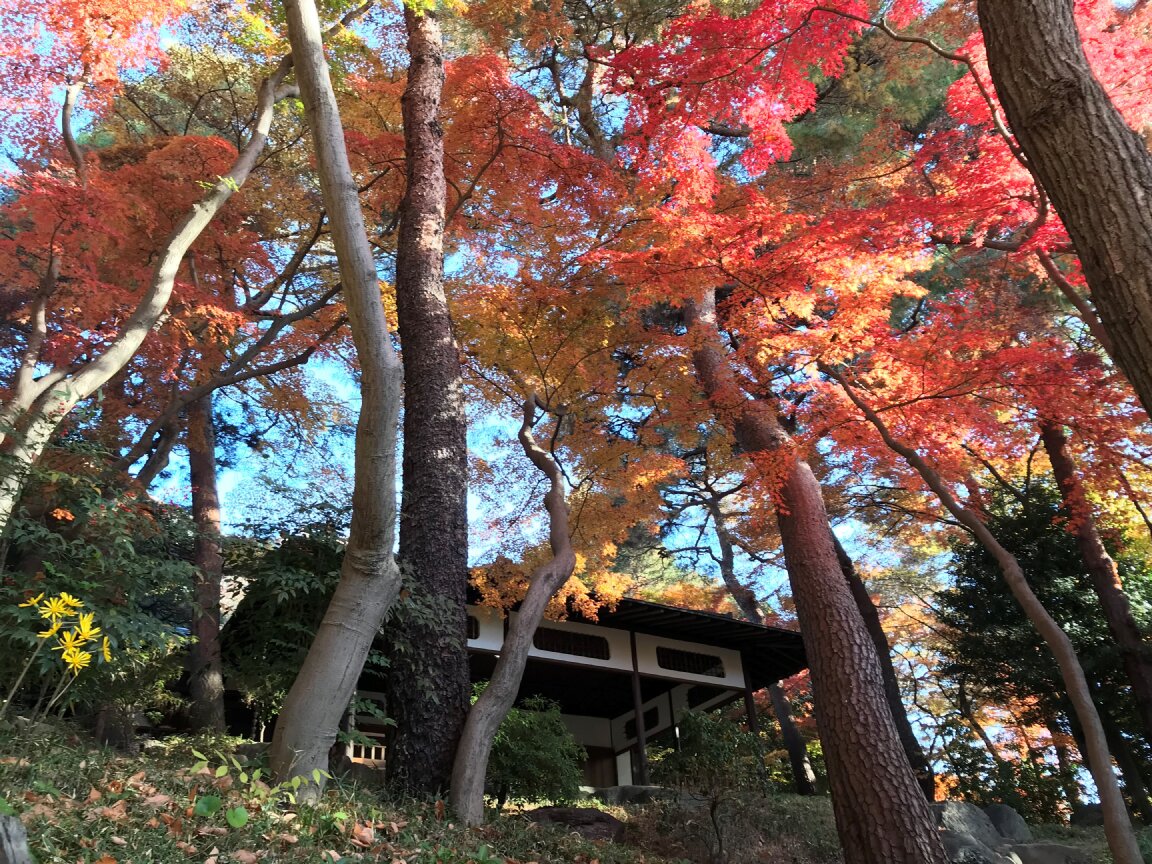 #紅葉キャンペーン の #最終日 にふさわしい #紅葉 の #殿ヶ谷戸庭園 です。 #素敵な１日 になりますように!

Please do not miss the beautiful #AutumnColors of #JapaneseMaple in #TonogayatoGardens.  Have a nice day!

#イロハモミジ #伊呂波紅葉 #岩崎家の庭 #駅から2分の癒し空間 #Kokubunji