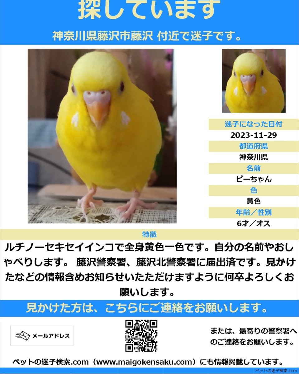 Micky7Pchan's tweet photo. 2023年11月29日 神奈川県藤沢市で迷子にさせてしまった黄色いセキセイインコを探しています。目撃された方、保護していただいている方　情報よろしくお願いします。必ずまた会えると信じています。
#迷子インコ　#拡散希望
#藤沢市　#湘南　#保護インコ https://t.co/HmrXAbF8Fo