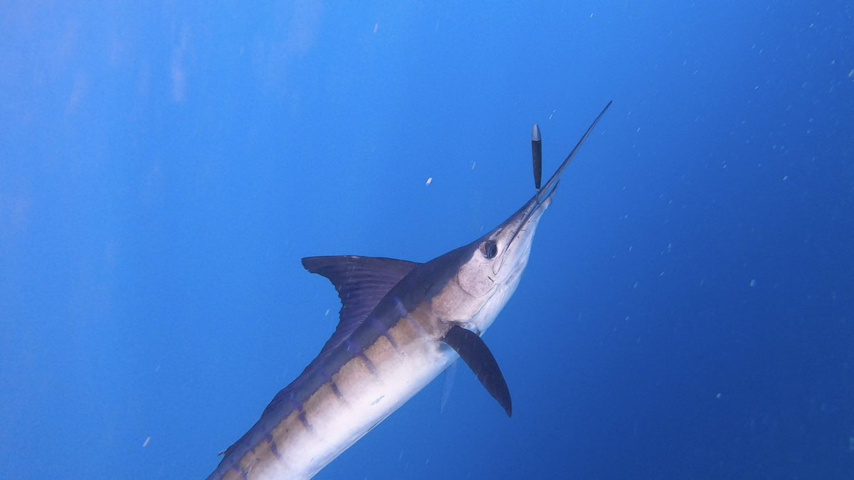 _Jamison_Gaddy's tweet photo. Stripe Marlin on deck this morning! https://t.co/aqbJ8Kftcd