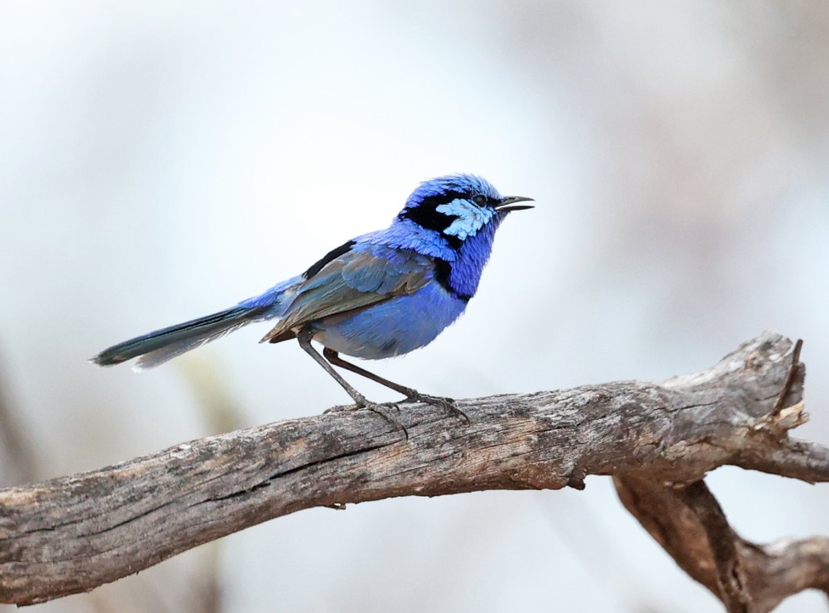 After some bruising encounters yesterday where some suggested that my photos are of no significance (it takes 1000 attaboys to equal 1 put down), I suppose I'd better get back to feed cleansing. For the people who appreciate this stuff, here's a splendid fairywren at Gluepot.