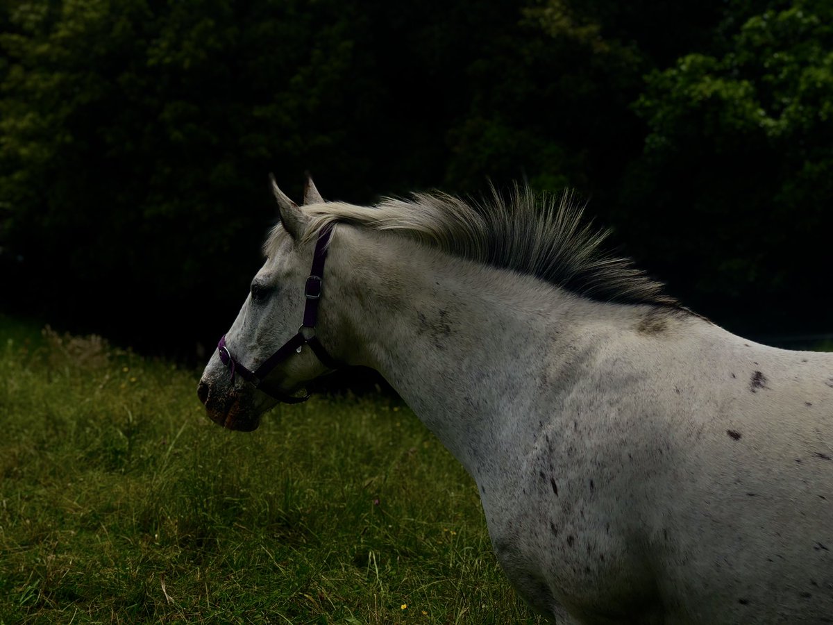 Courtneyscholl1's tweet photo. Nature sure is beautiful 🐎
#photography #Horses #NatureLover #NatureBeautiful #NaturePhotograhpy https://t.co/3JhGO4VDW0