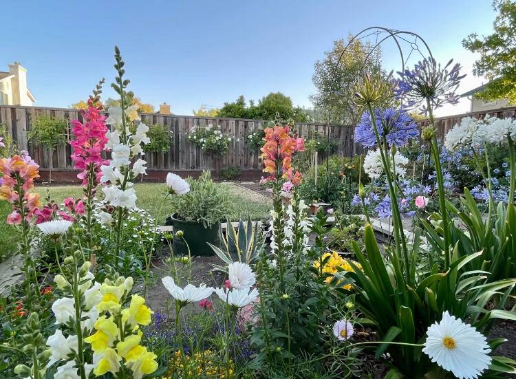 Sunlight2361's tweet photo. Today I will show you my father’s small garden. 😊 https://t.co/mP5LwN8tgJ