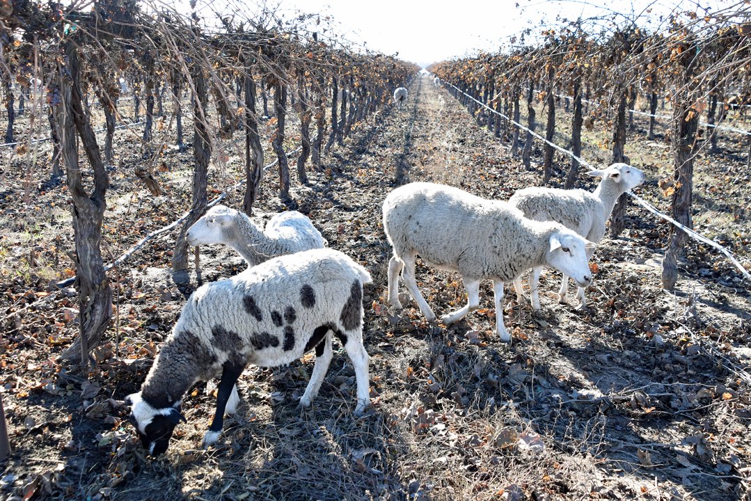 AgWriterVLBoyd's tweet image. Bringing in a different mode of action to control weeds in #winegrape vineyards: #sheep . Don&apos;t know the HRAC class, but they may fall under mechanical control. This historic practice is gaining a resurgence as growers want to improve soil quality and reduce #herbicide costs