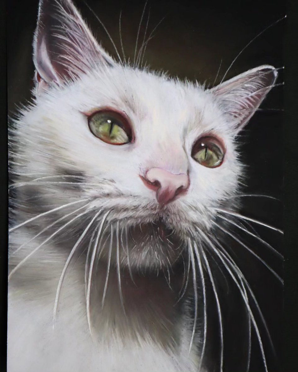 YuukiRui's tweet photo. #パステル #パステル画 #pastel #illustration 
#ねこ #Cat #GATO #chat https://t.co/rjasa0PuzK