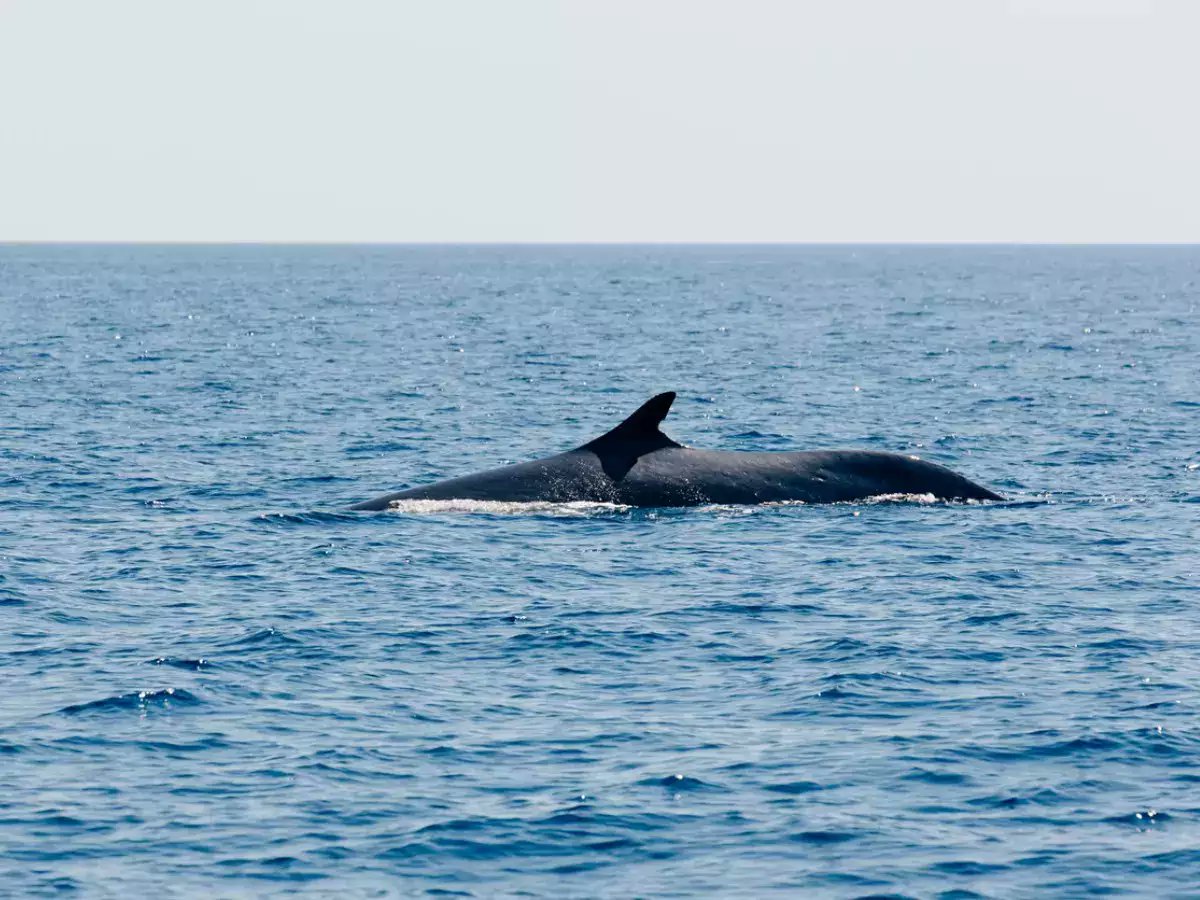 Alone Together: A Curious Exploration of Loneliness Swan Song. What does extinction have to teach us about loneliness? via youtu.be/Vqm3iSaJadI?si… #bts #whale #lonely