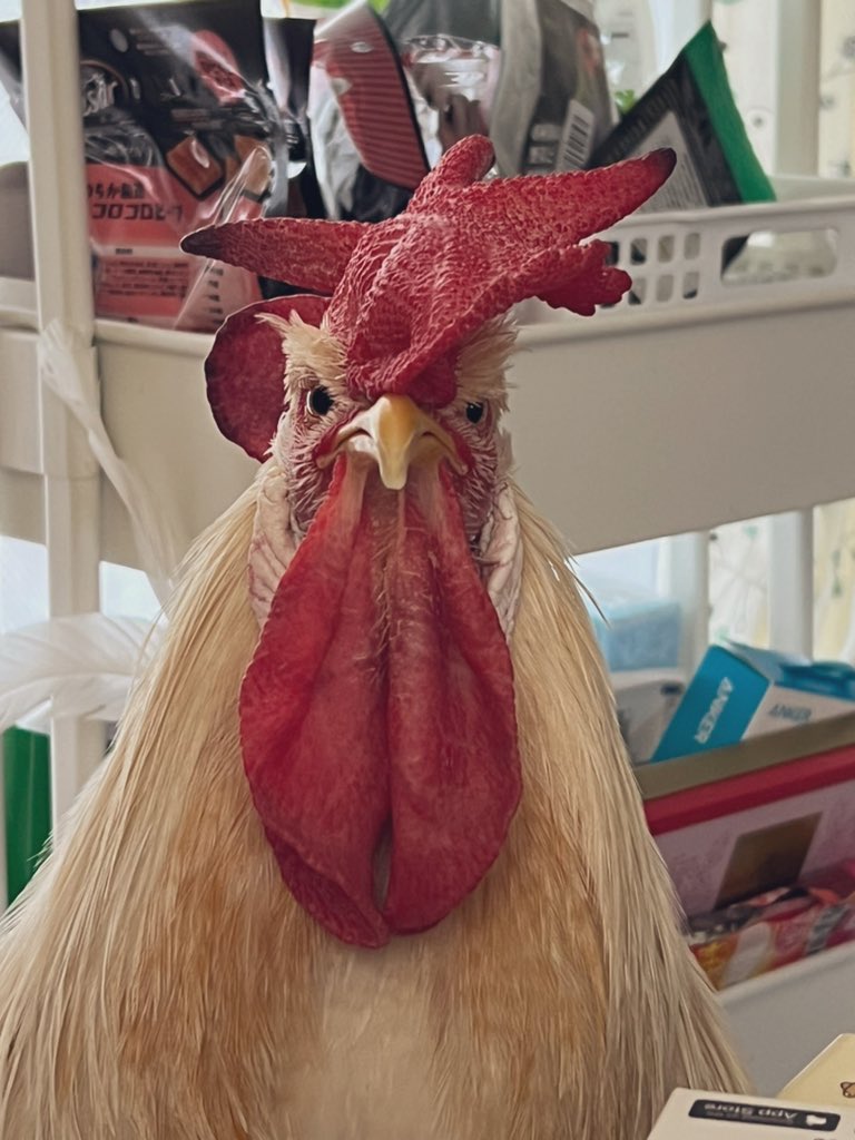 Mokkori_17's tweet photo. 「鳥を飼っている」と言うとお約束のように「いつ食べるの☺️」とハラスメントを受ける事がある。
いちいちそう言われるのが辛くて自虐的になってしまったり人に話す事すら躊躇ってしまう…。

そうだ最強のニワトリ飼いになろう。
と言う気持ちで毎日可愛い写真を布教していますみんなもやろう。 https://t.co/3mvFPrmCRH