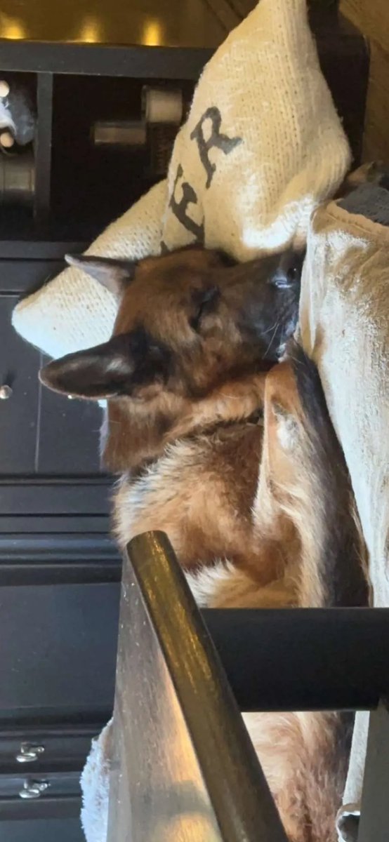 SuedeGalaxy's tweet photo. @DiviDeer my dog https://t.co/4C3kRacLfW